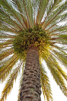 Palm Tree