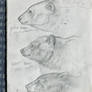 Bear sketches