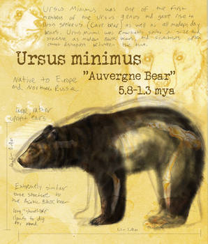 Ursus Minimus