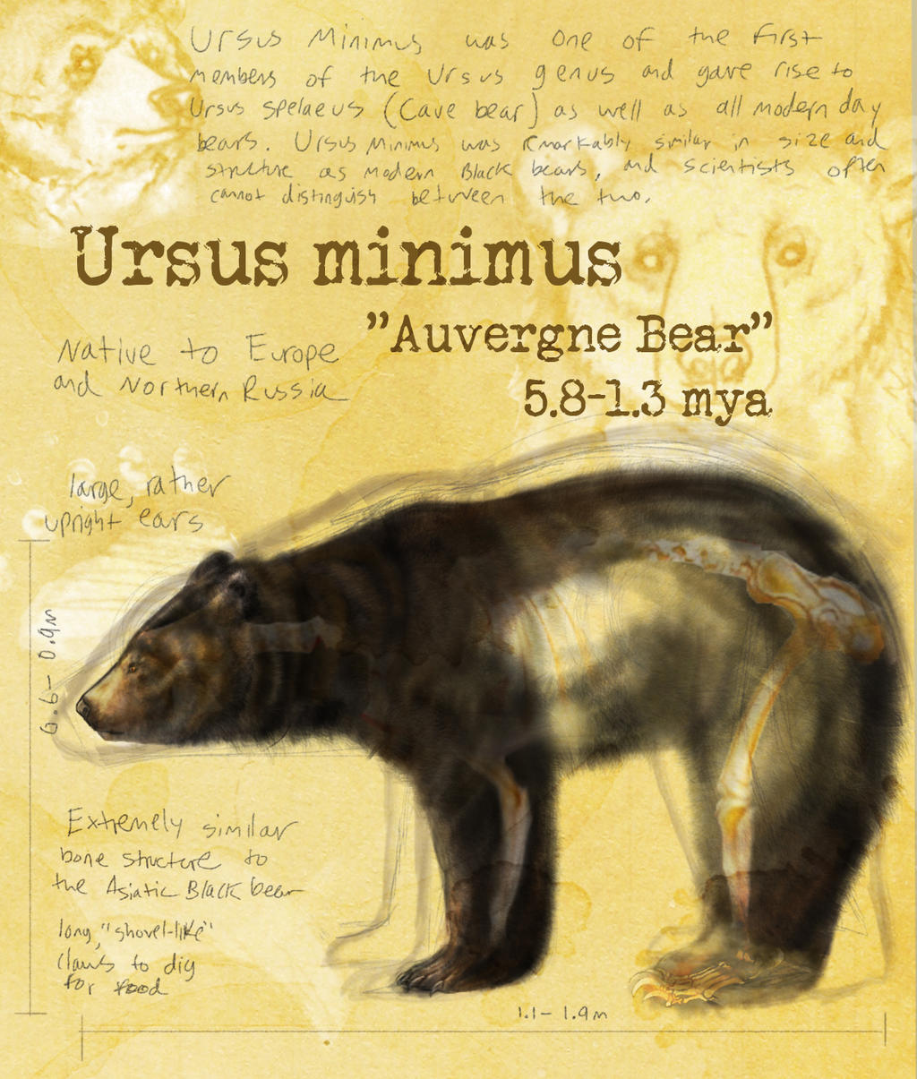 Ursus Minimus