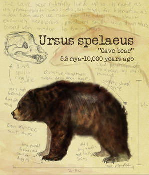 Ursus spelaeus