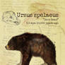 Ursus spelaeus