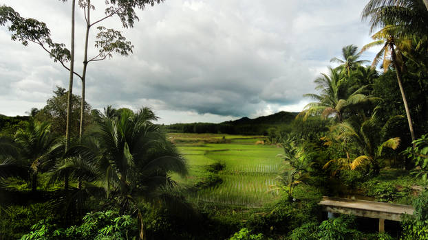 Rice fields on Koh Yao Yai