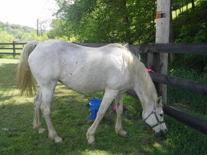 The Old Biddy Nom Nom Nommin' on Grass