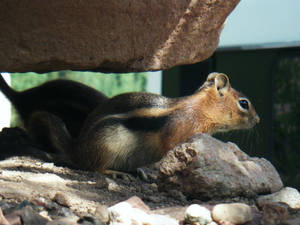 Chipmunk