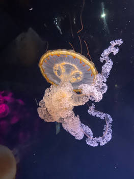 Pacific nettle jellyfish