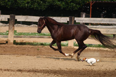 Cavallo e Cane