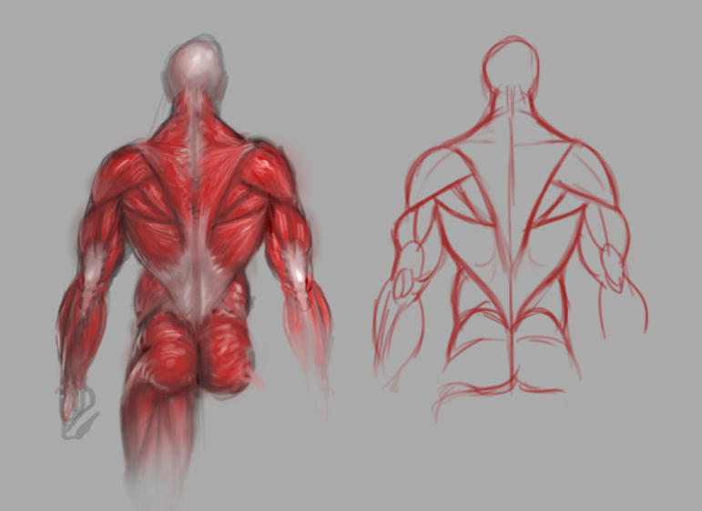 Back Muscles Reference Back muscles study by GuillermoRamirez on DeviantArt