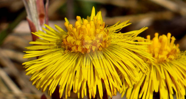 Tussilago 3