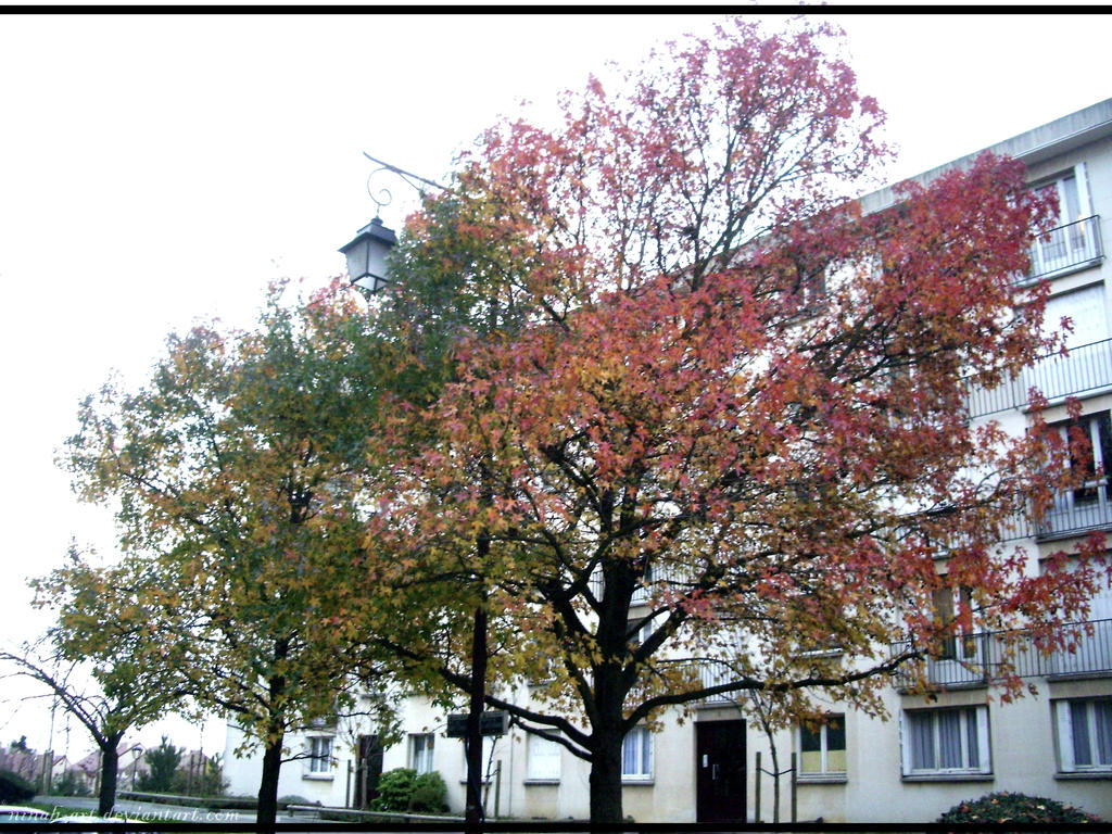 Tree of two colors by ninab-art on DeviantArt