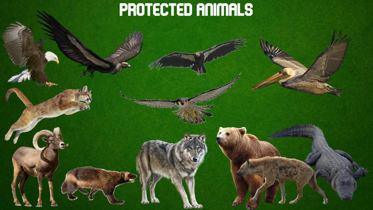 Animals Protected By Law By IvanTheSTONKSMaster On DeviantArt animals-protected-by-law-by-ivanthestonksmaster-on-deviantart