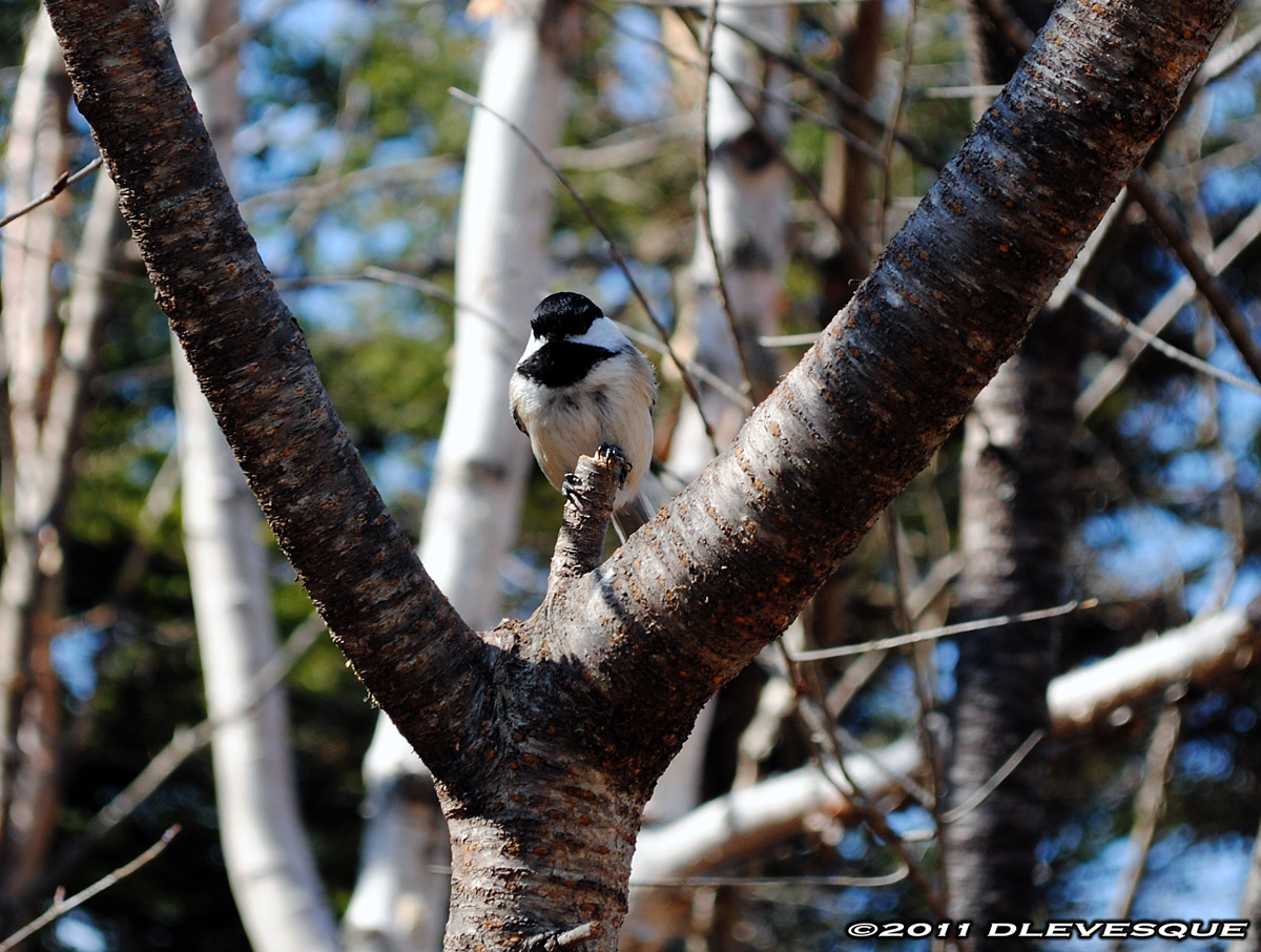 Chickadee watching