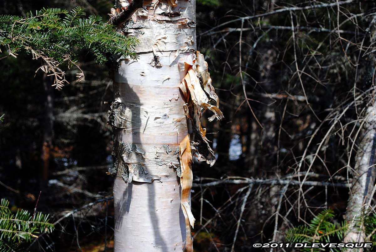 White birch