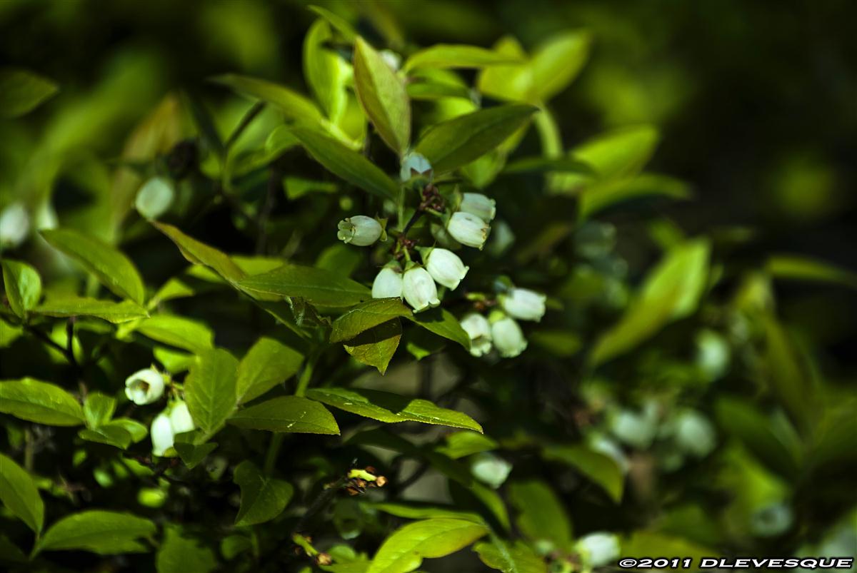 Blueberries in bloom