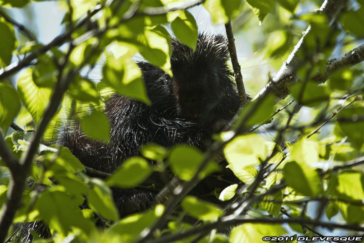 Porcupine in a tree