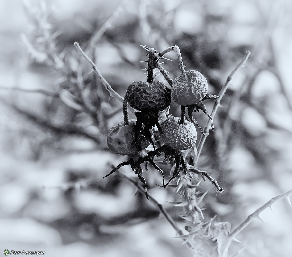 Wild Rose Hips