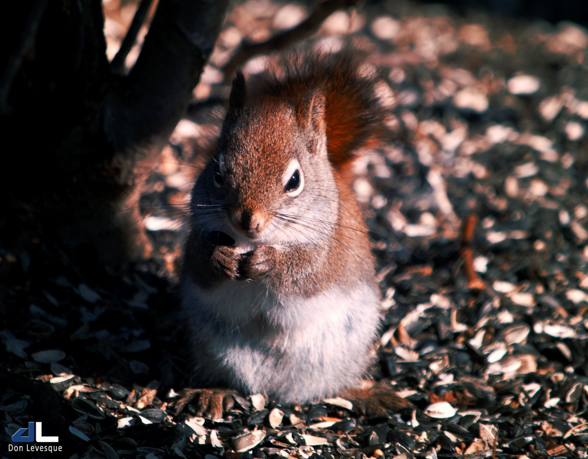 Under the feeder