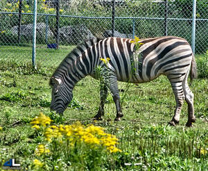 Burchelli's Zebra