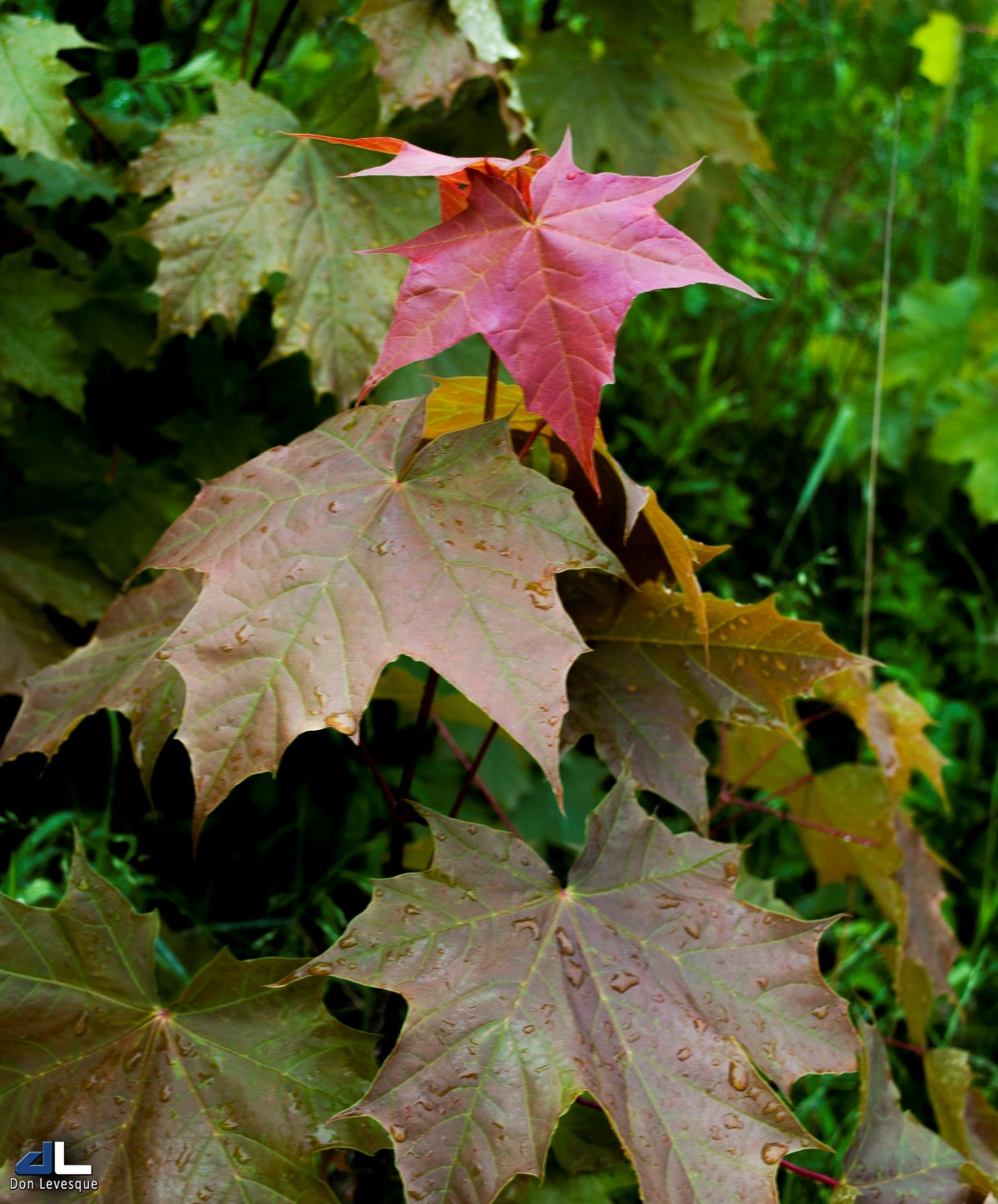 A touch of autumn 2