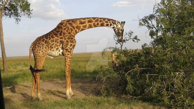 Giraffe