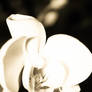 orchid