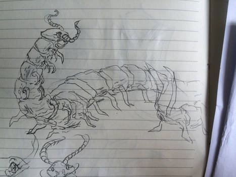 Sketch Giant Centipede