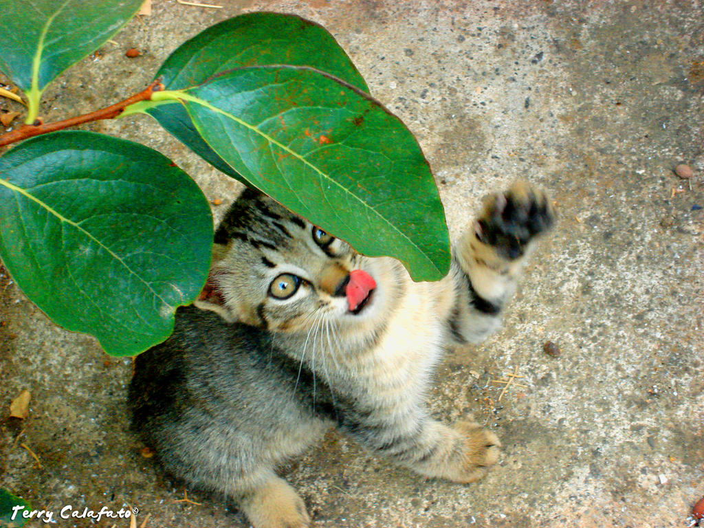 Nano among the leaves