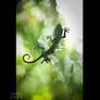 Gecko