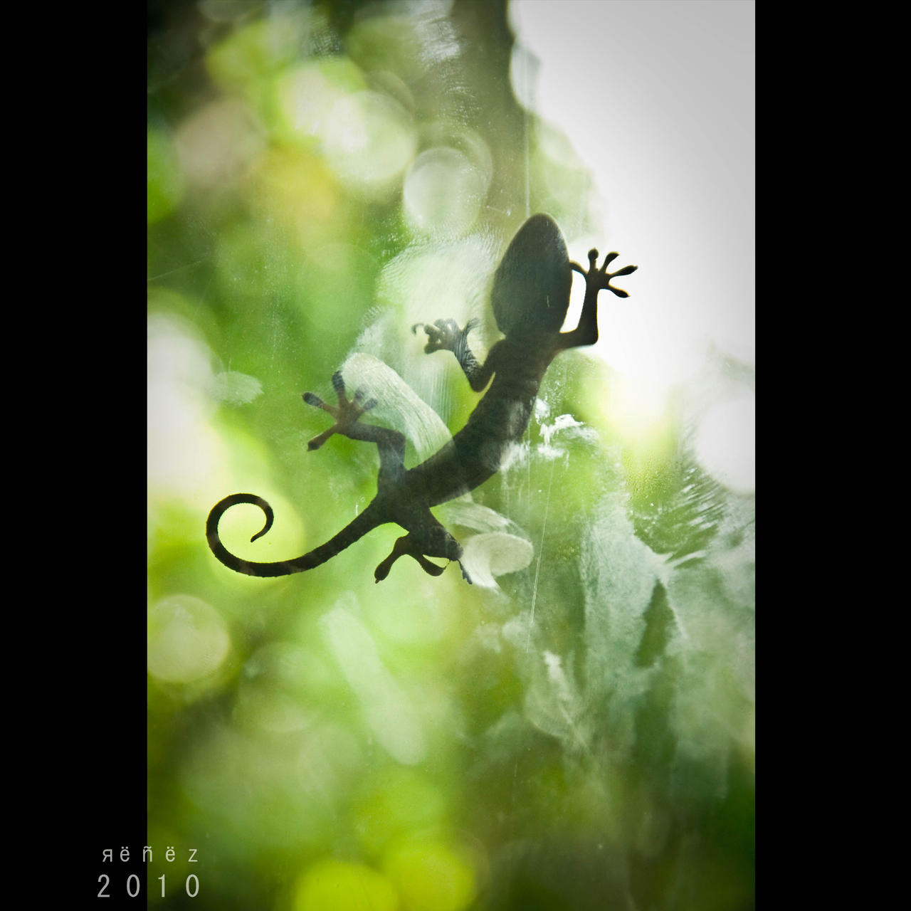 Gecko