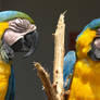 Macaw 5