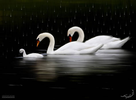 swans2