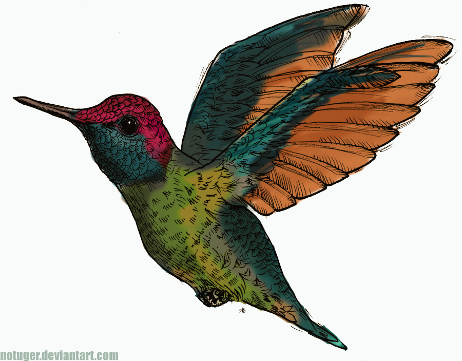 Hummingbird by M-Everham