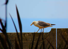 seagull.