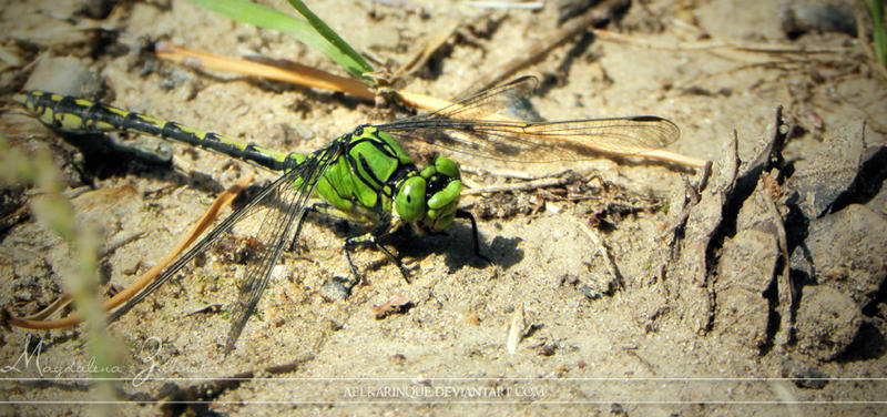 ophiogomphus cecilia