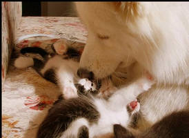 The Wolf and the Kittens