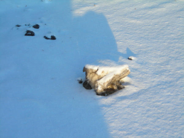 Snow Toad by EochraEcsi on DeviantArt