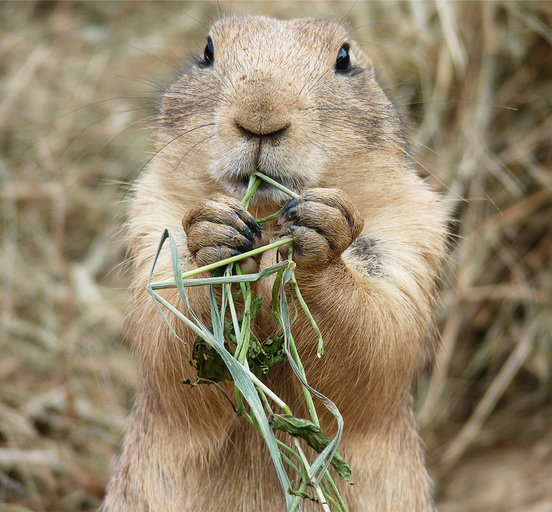 Ground Squirrel