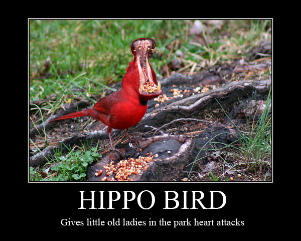 Hippo Bird Motivational