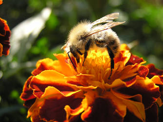 Bee during work