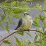 little bird