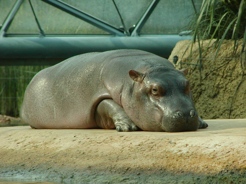 little hippo II by two-ladies-stocks