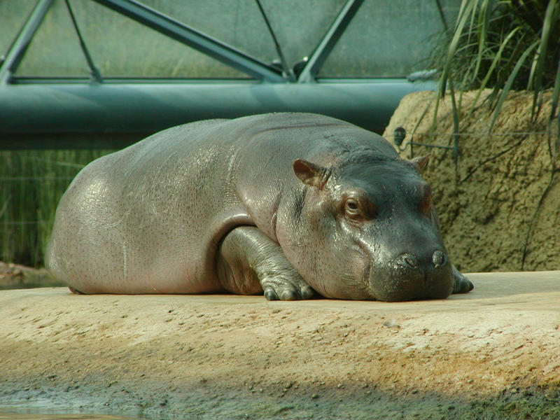 little hippo II
