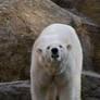 polar bear II