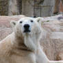 polar bear III