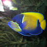 coloured fish