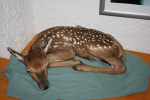 deer calf II