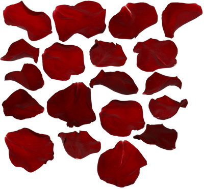 rose petals by two-ladies-stocks
