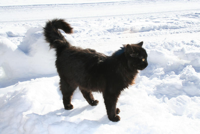 black cat on white snow