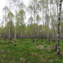 pano birch forest