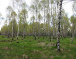 pano birch forest